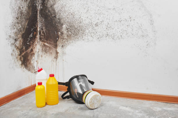 Best Mold Testing and Removal  in Chester Gap, VA