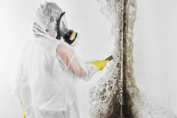 Best Certified Mold Removal  in Chester Gap, VA