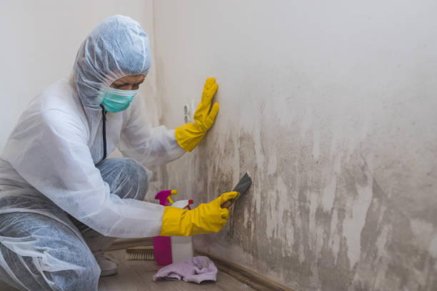 Best Mold Damage Repair  in Chester Gap, VA