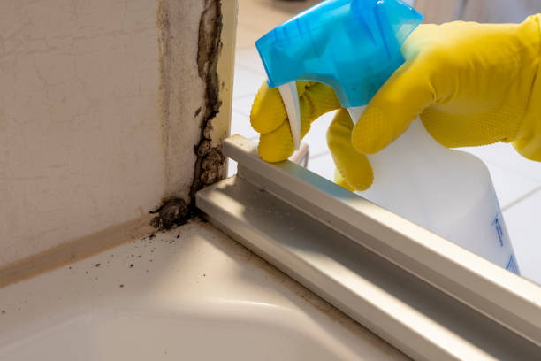 Best Office Mold Removal Services  in Chester Gap, VA