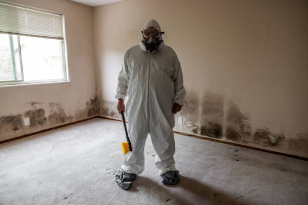 Best Fast Mold Removal  in Chester Gap, VA