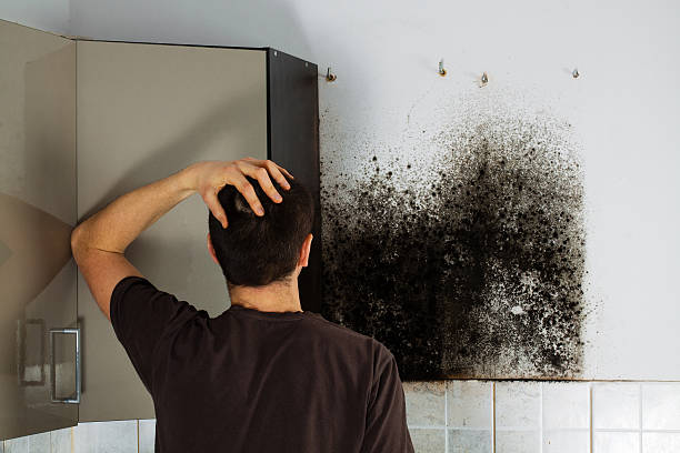 Best Professional Mold Removal  in Chester Gap, VA